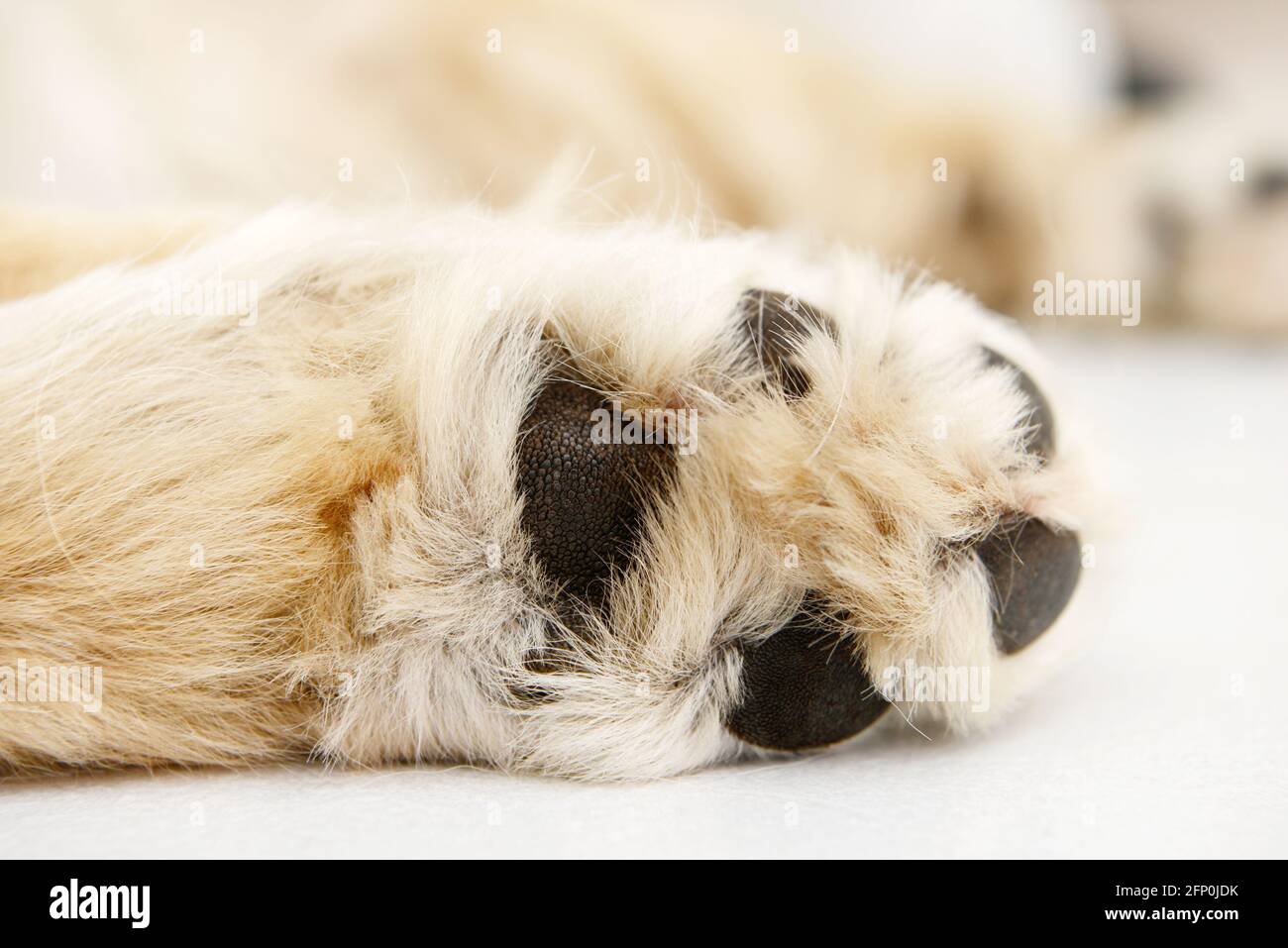 dog paw from golden retriever lying on white tile Stock Photo