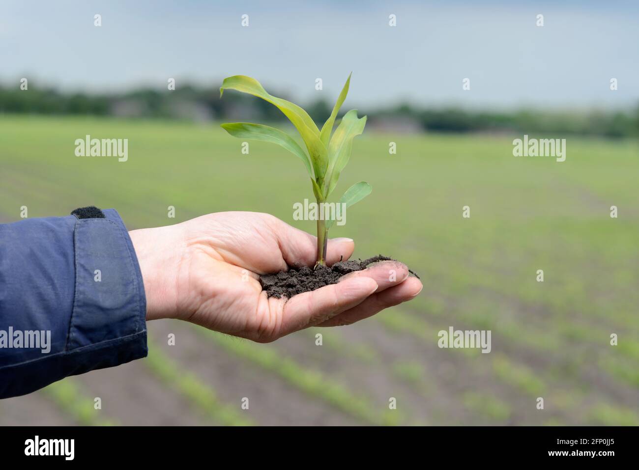 Hand holding a corn plant Stock Photo