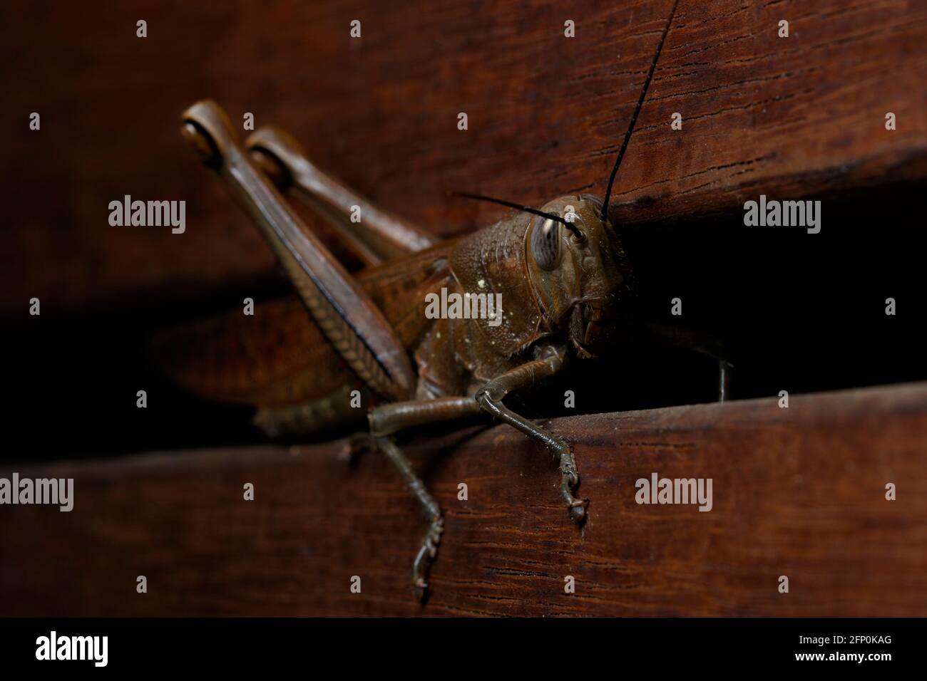Brisbane, Australia. 04th Apr, 2021. Hedge Grasshopper (Valanga irregularis) seen on a fence in suburban Boondall. Credit: SOPA Images Limited/Alamy Live News Stock Photo