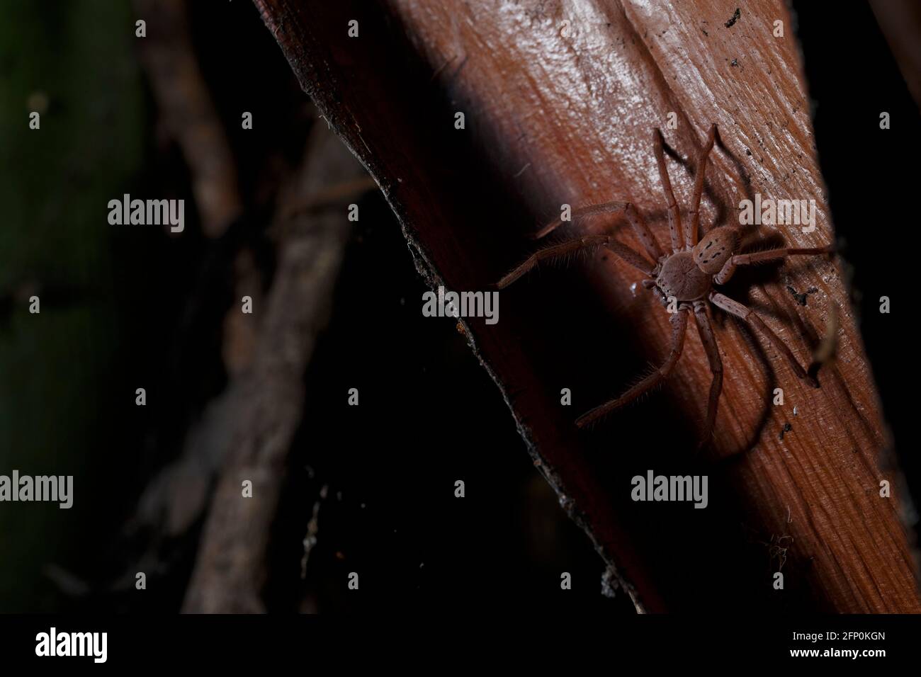 Brisbane, Australia. 26th Sep, 2018. Brown Huntsman Spider (Heteropoda jugulans) crawling across palm frond at night in suburban park of Brisbane. Credit: SOPA Images Limited/Alamy Live News Stock Photo