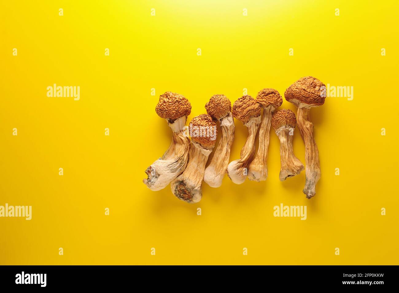 Dry psilocybin mushrooms on yellow background. Psychedelic magic mushroom Golden Teacher. Medical usage. Microdosing concept. Stock Photo