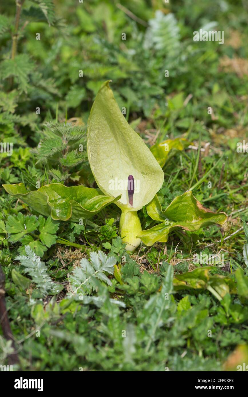 Lords and Ladies (Arum maculatum), also known as Wild Arum or Cuckoo Pint Stock Photo