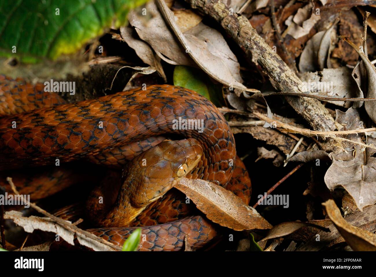 Gold Coast, Australia. 28th Mar, 2021. Brown Tree Snake (Boiga irregularis) seen at the Binna Burra section of Lamington National Park. Credit: SOPA Images Limited/Alamy Live News Stock Photo