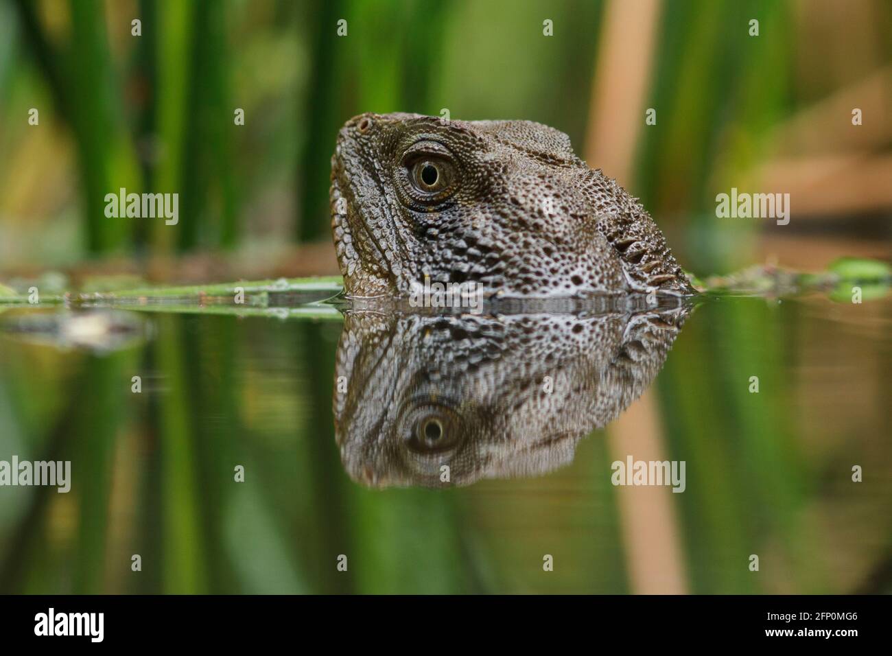 A submerged Eastern Water Dragon (Intellagama lesueurii) peers from the