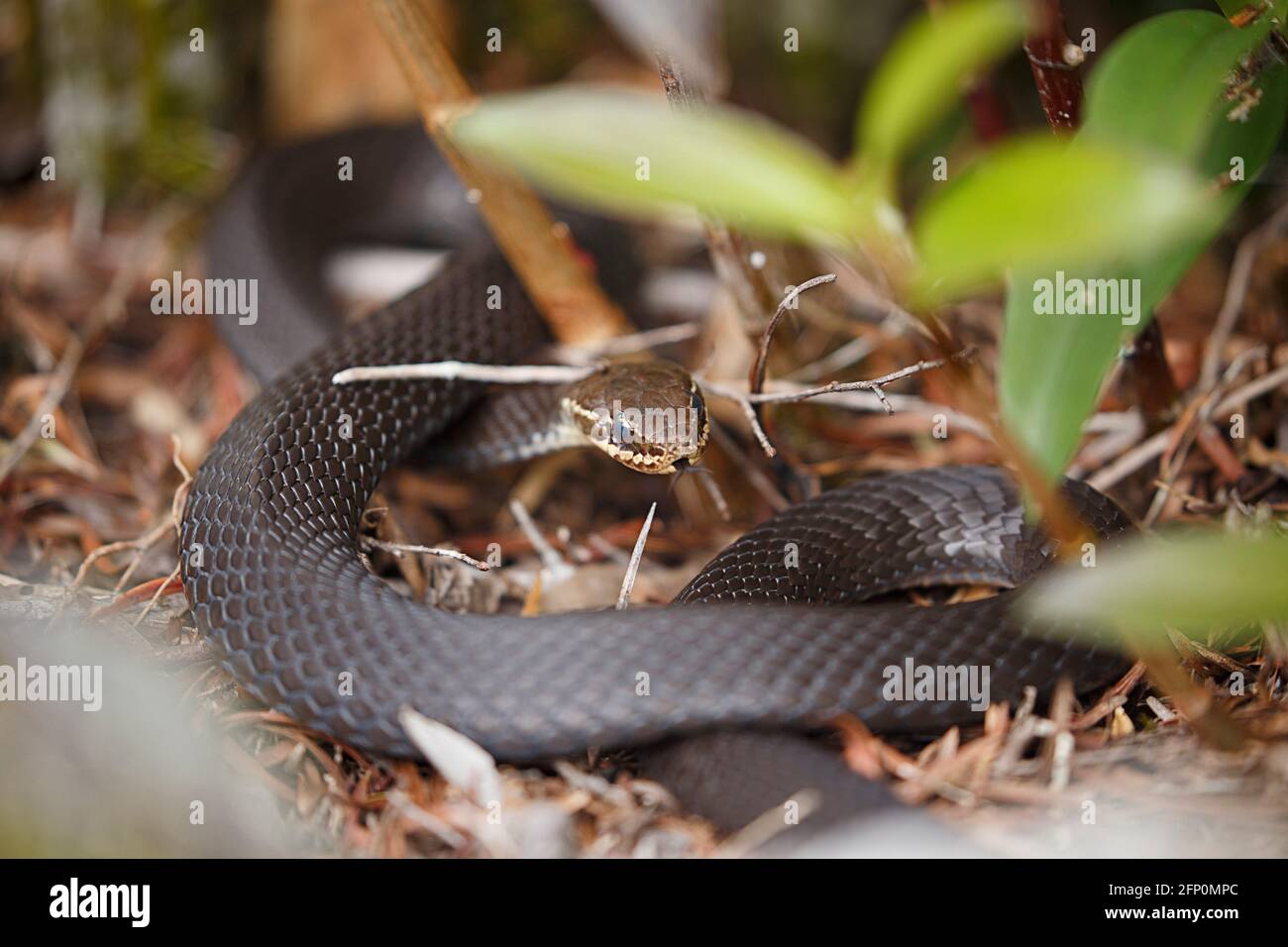 Marsh snake hi-res stock photography and images - Alamy