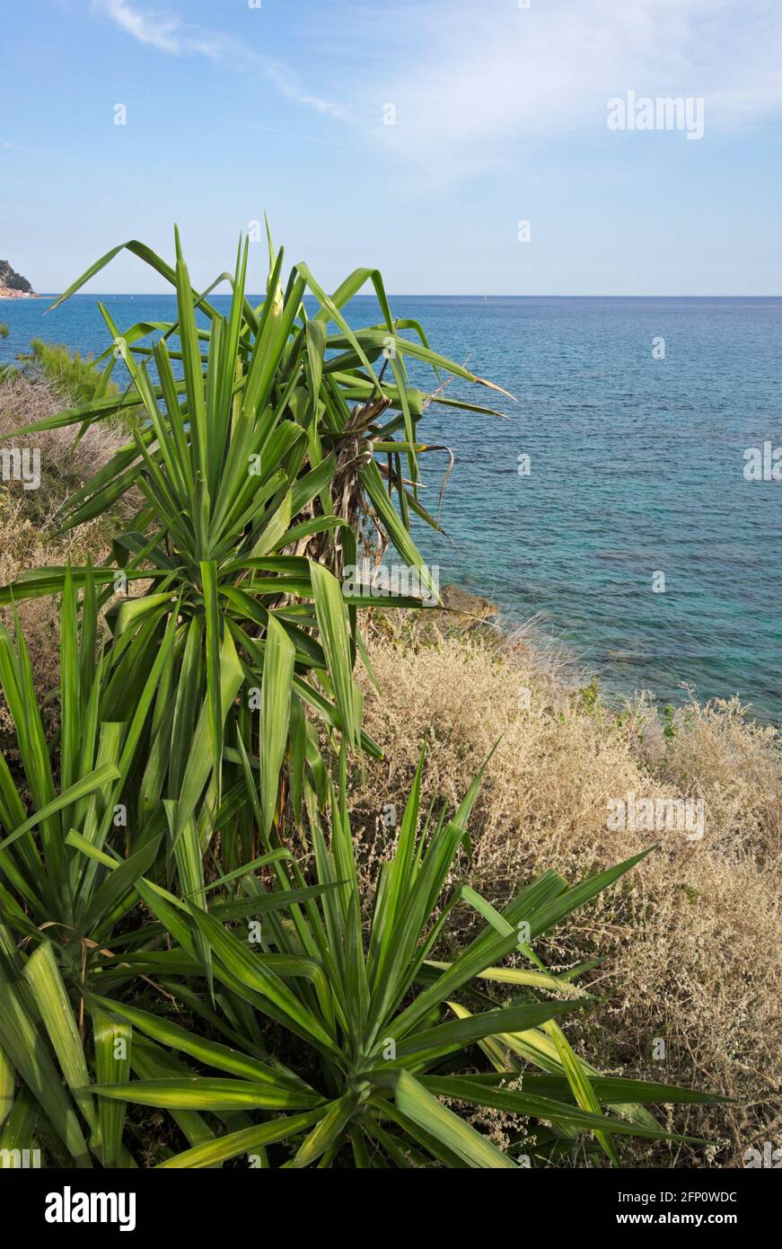 yucca plants on cliffside, Liguria, Italy Stock Photo