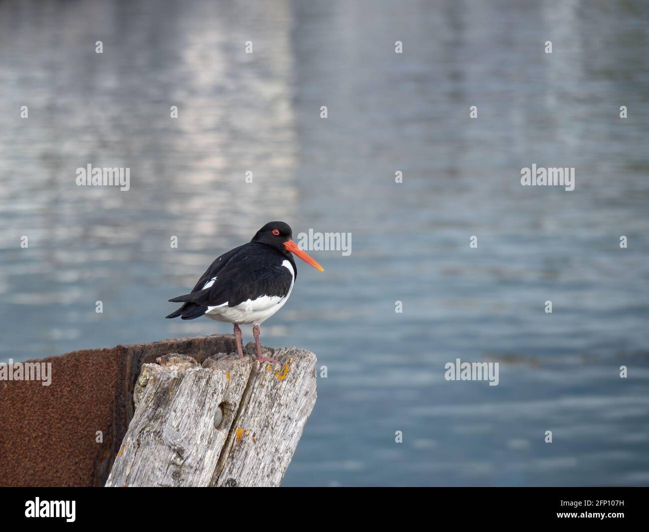 Oyster Catcher perched on a harbour wall, water behind. Stock Photo