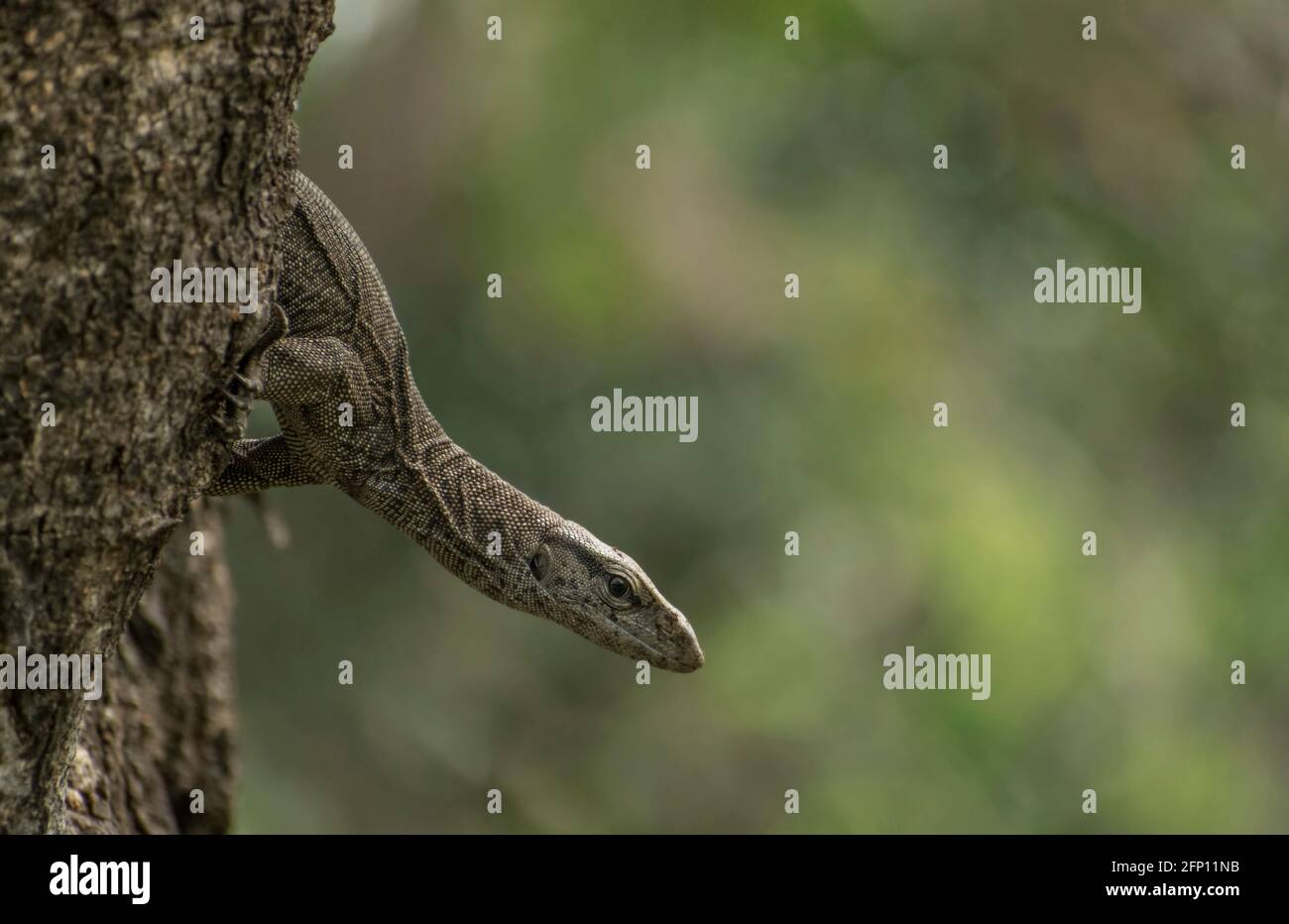 A Bengal monitor lizard (Varanus bengalensis) on a tree trunk. Stock Photo