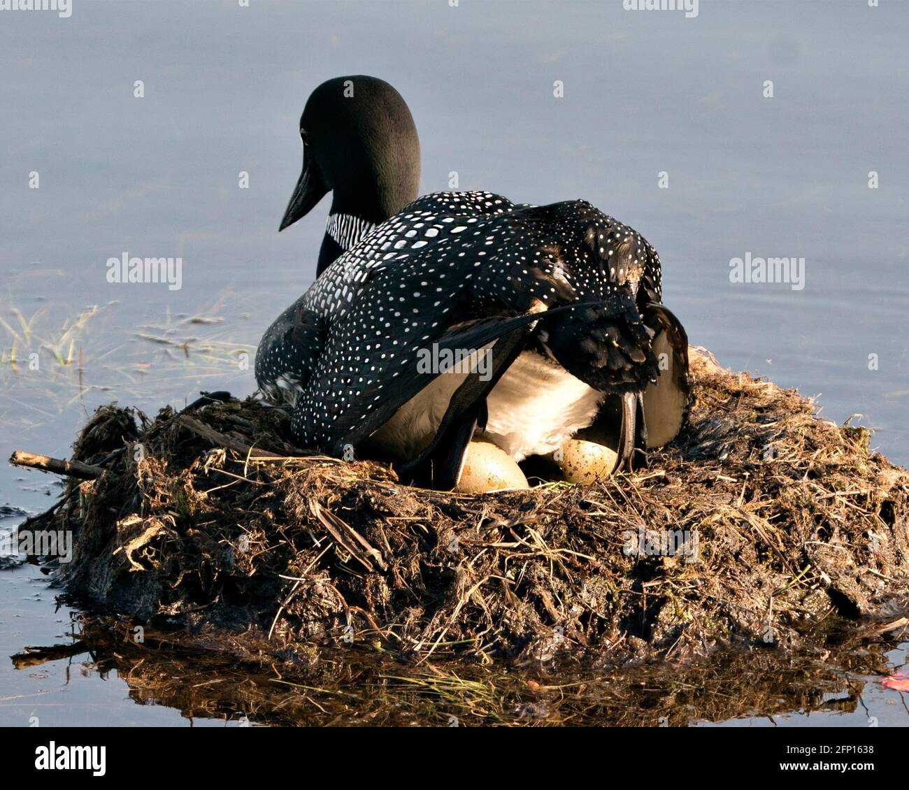 Common loon nesting rear view hi-res stock photography and images - Alamy 