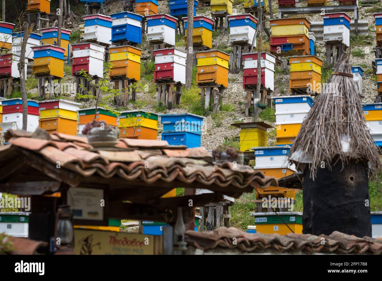 Clean Apiary Setup Large apiary in an ecologically clean environment in nature with a ...