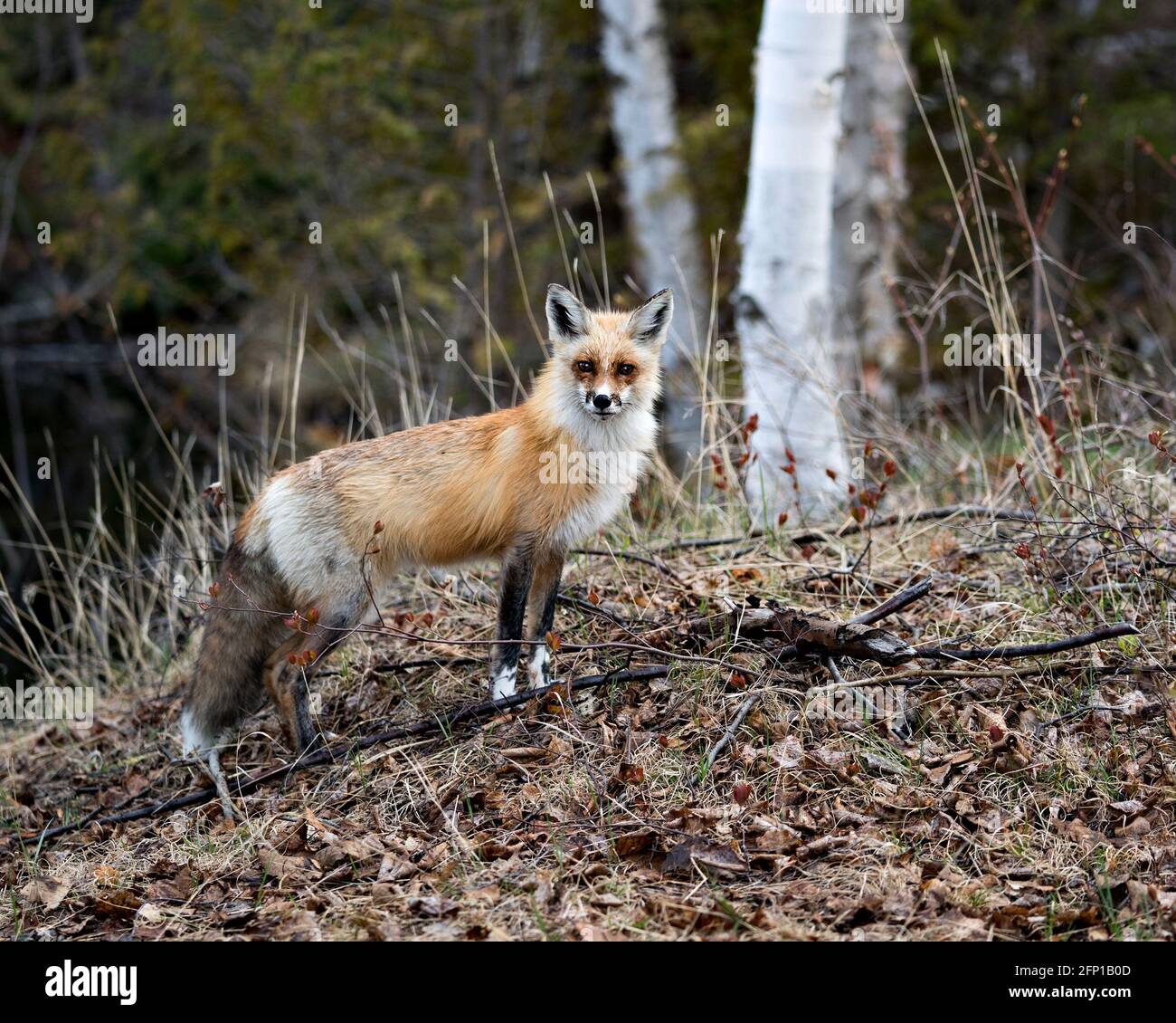 Red Fox close-up profile side view looking at camera with a blur forest ...