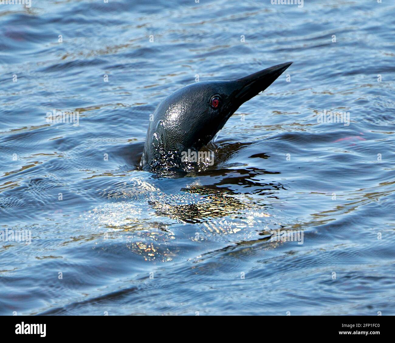 Common loon amazing bird photo hi-res stock photography and images - Alamy
