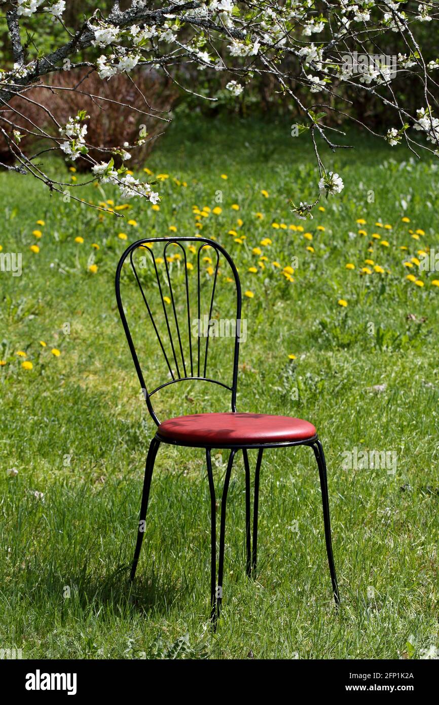 A black metal garden chair with red padding outdoors in garden under blooming cherry trees Stock Photo