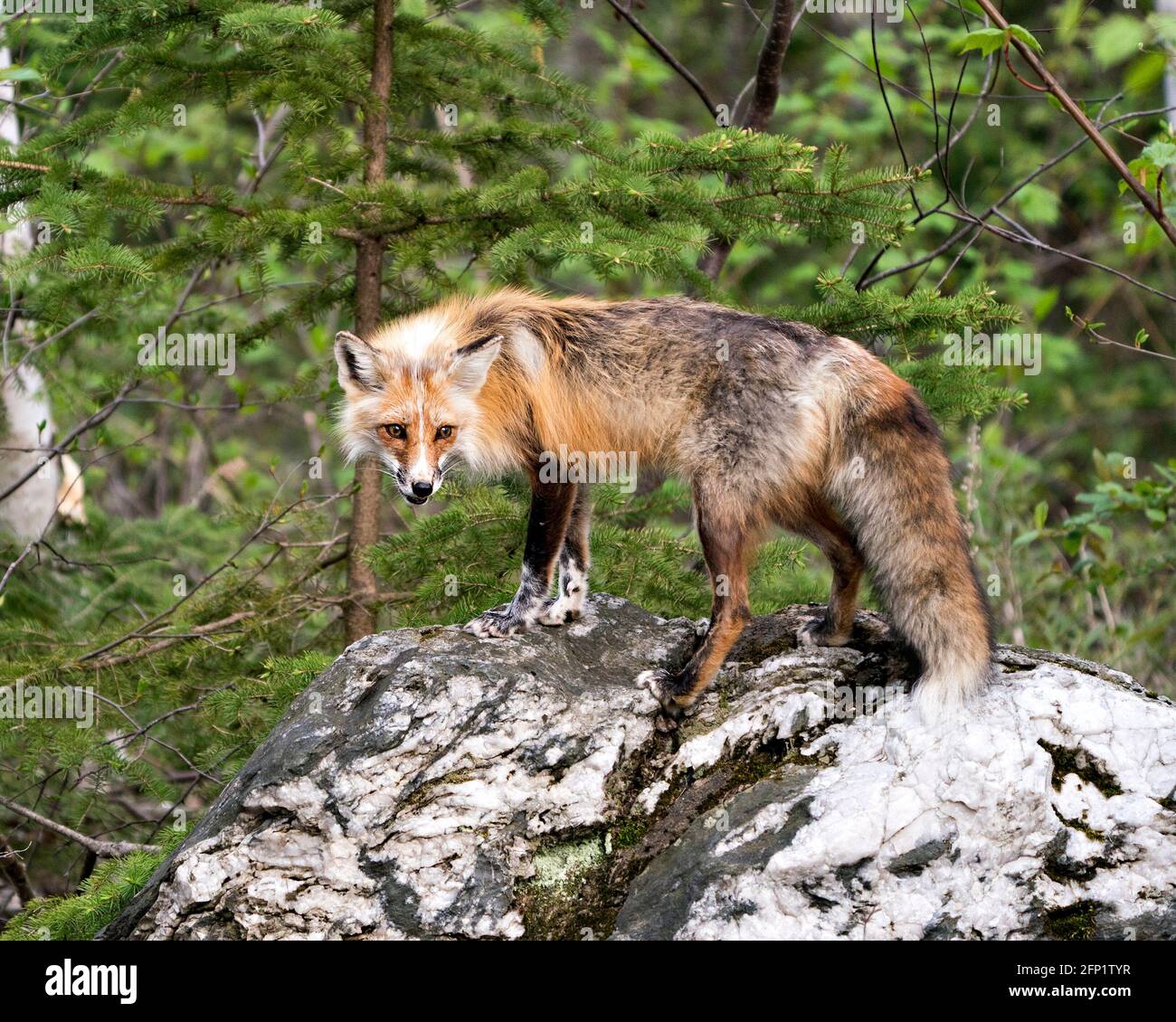 Red fox close-up standing on a big rock with forest background in its ...