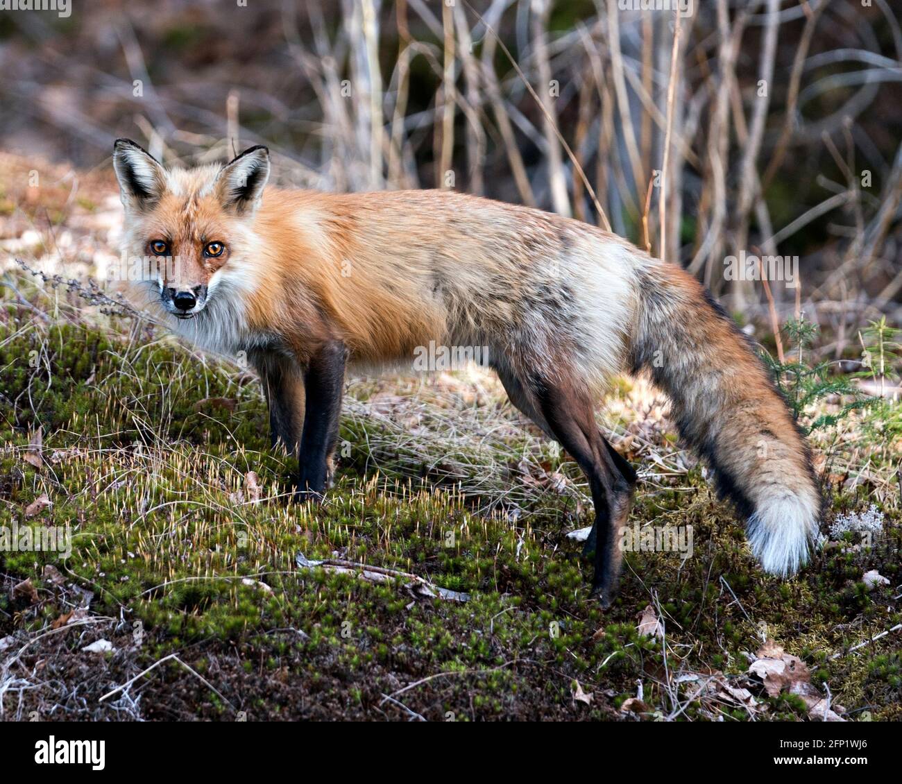 Red Fox close-up profile side view standing on green moss in the ...