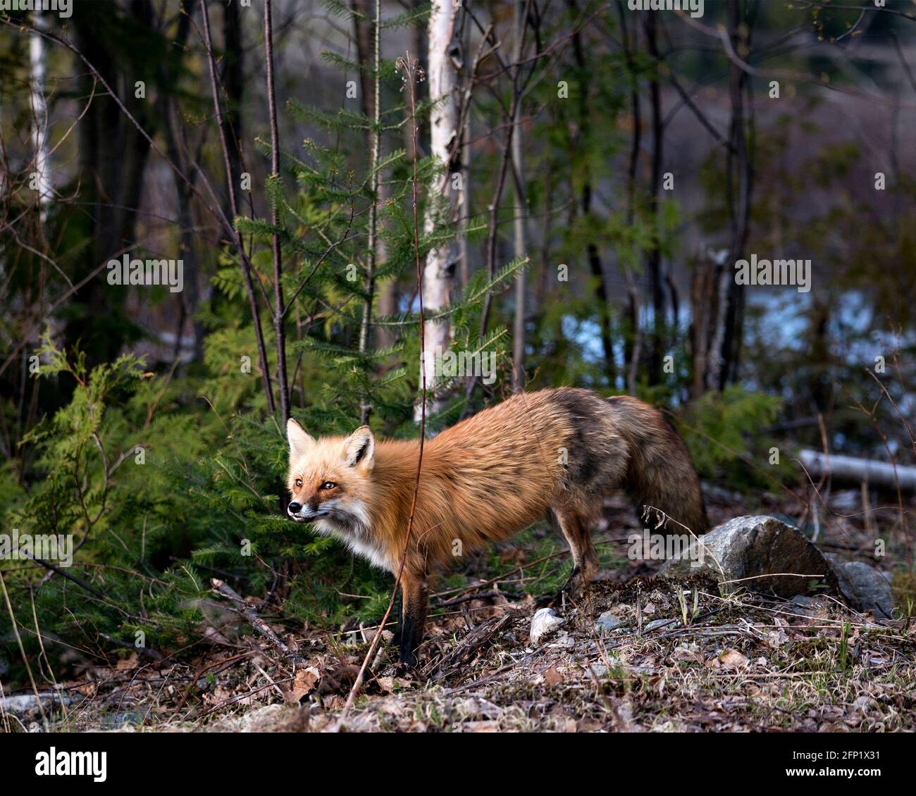 Red Fox close-up profile side view in the spring season with blur ...