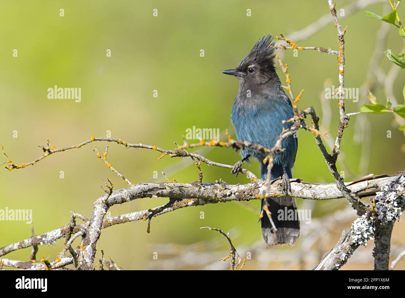Male stellers jay hi-res stock photography and images - Alamy