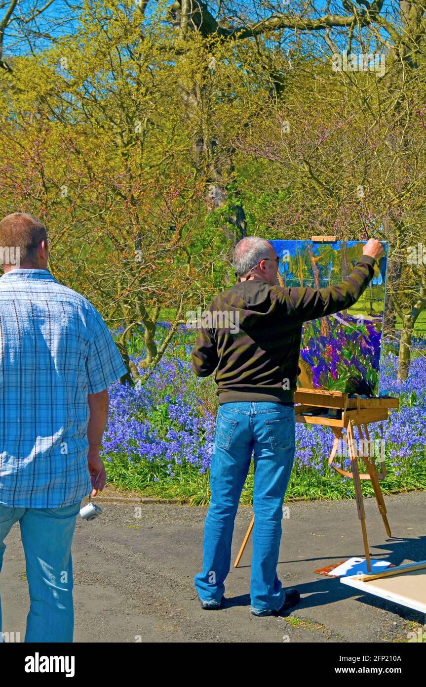 An artist painting a profusion of bluebells at the National Botanic Gardens, Glasnevin, Dublin, Ireland in early May Stock Photo
