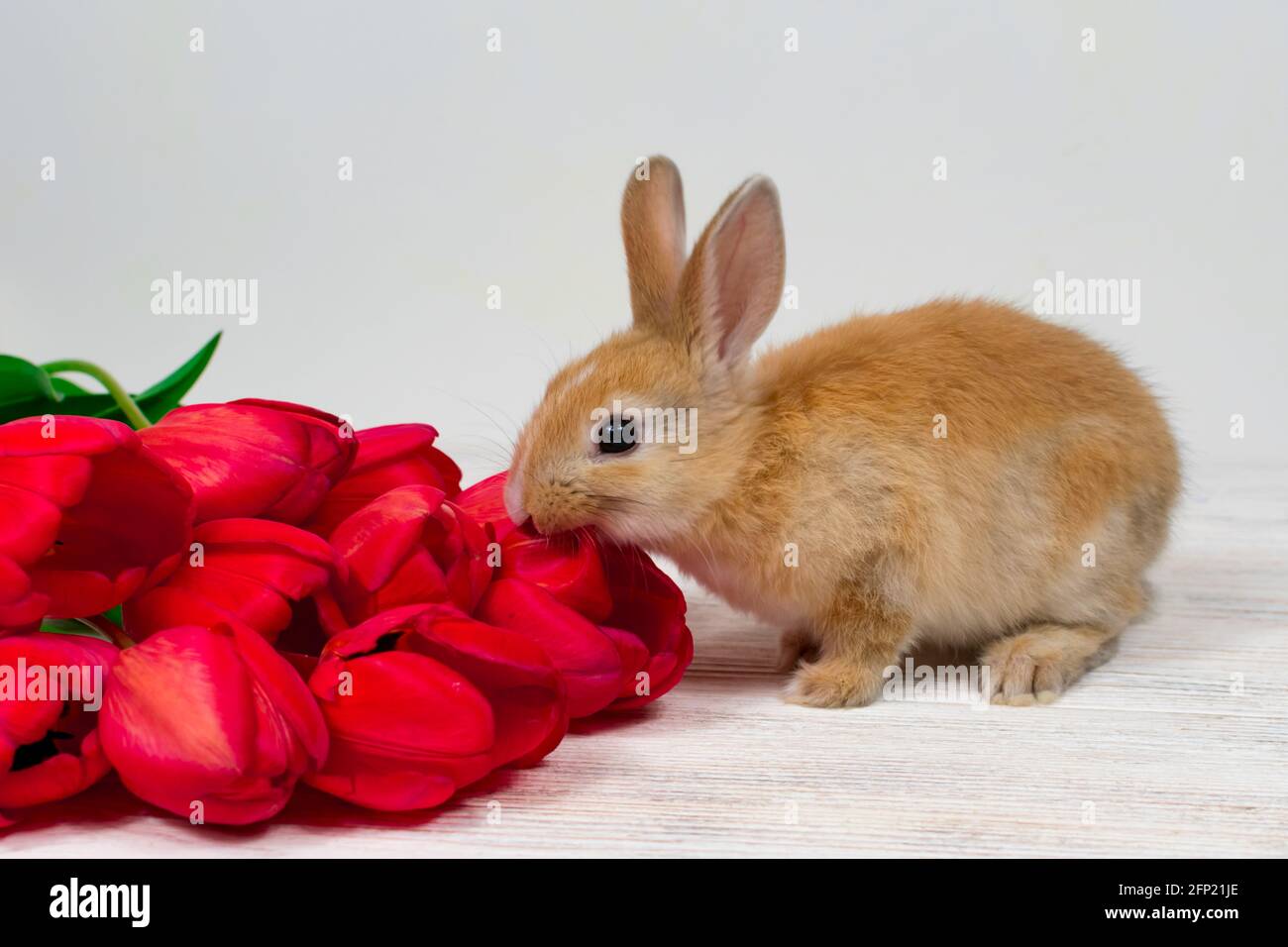 Festive Easter background. Bright tulips and paper figures of rabbits. Stock Photo