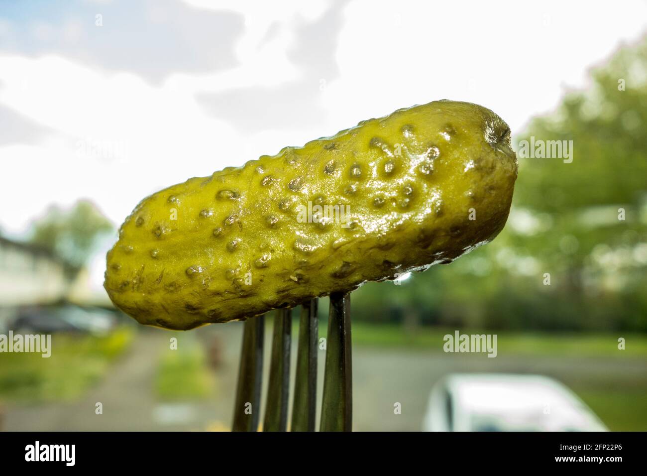 Pickled gherkin on a fork Stock Photo