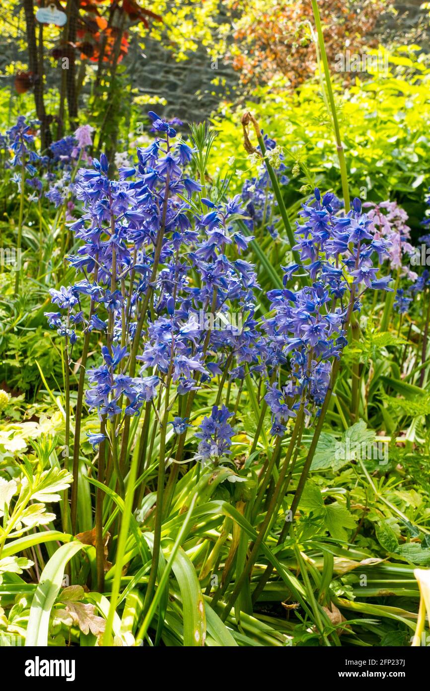 A clump of bluebells among the undergrowth Stock Photo