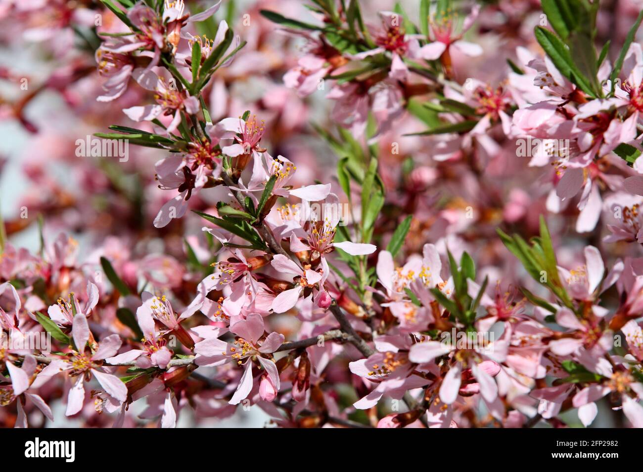 Dwarf almond (prunus tenella) blooming with pink beautiful flowers in spring Stock Photo