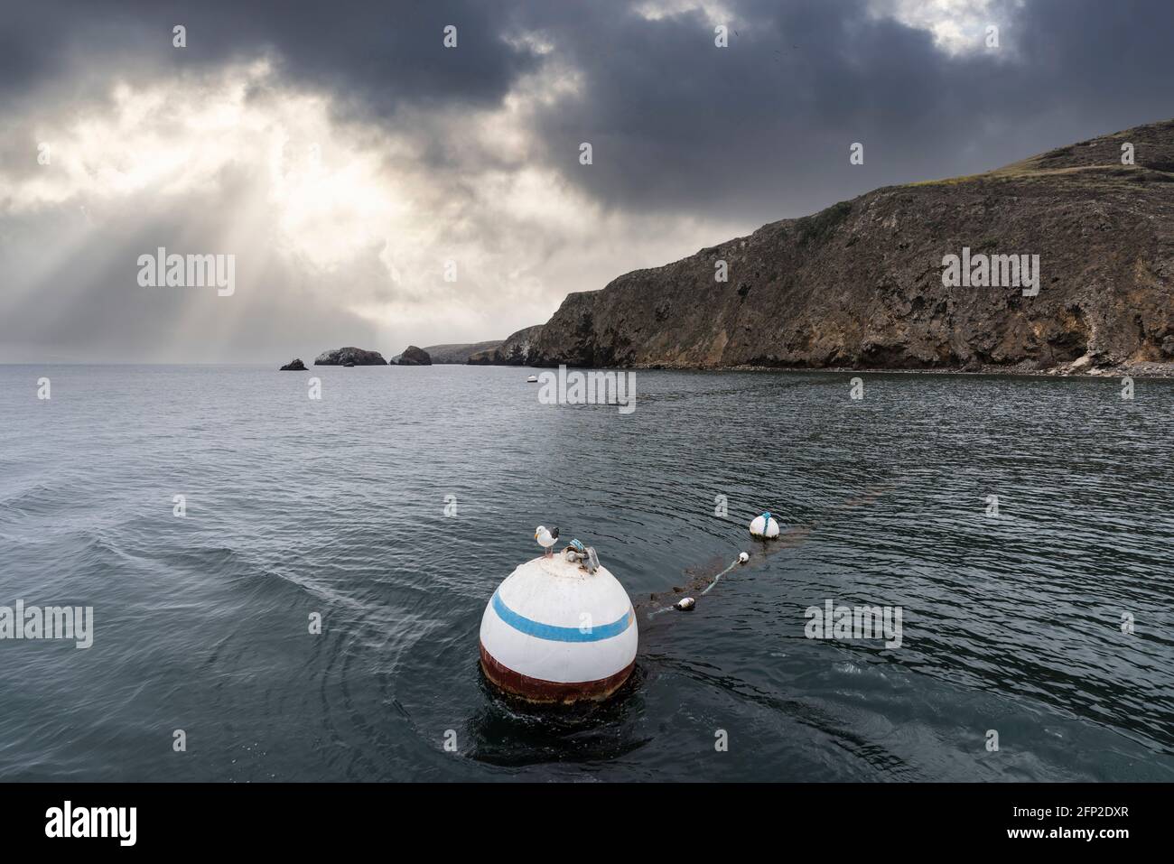 Buoy and Seagull floating at Santa Cruz Island Scorpion Anchorage in Channel Islands National Park near Los Angeles and Ventura, California, USA. Stock Photo
