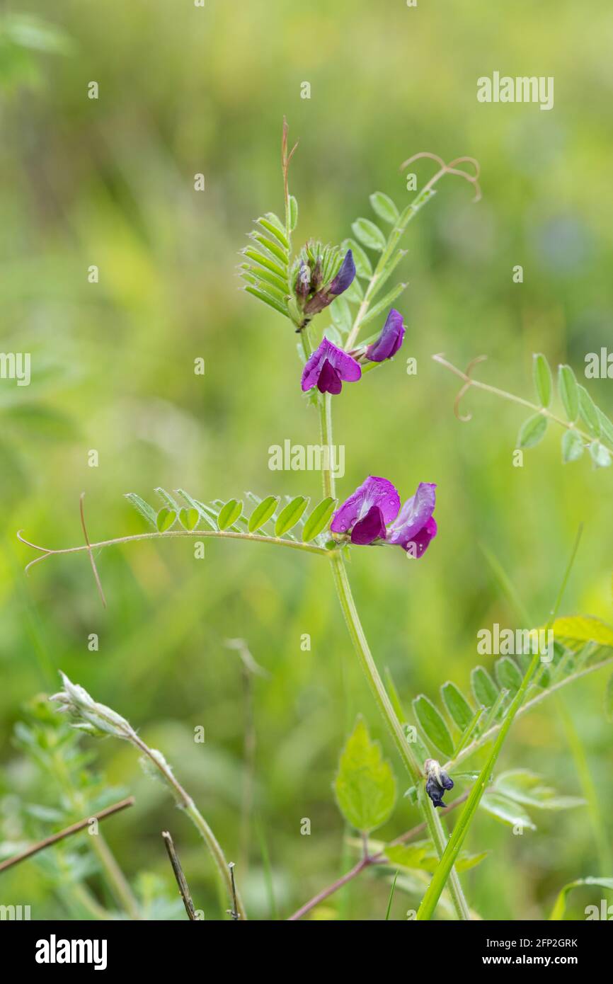 Common vetch (Vicia sativa) pink wildflower growing on grassland, UK, during May Stock Photo