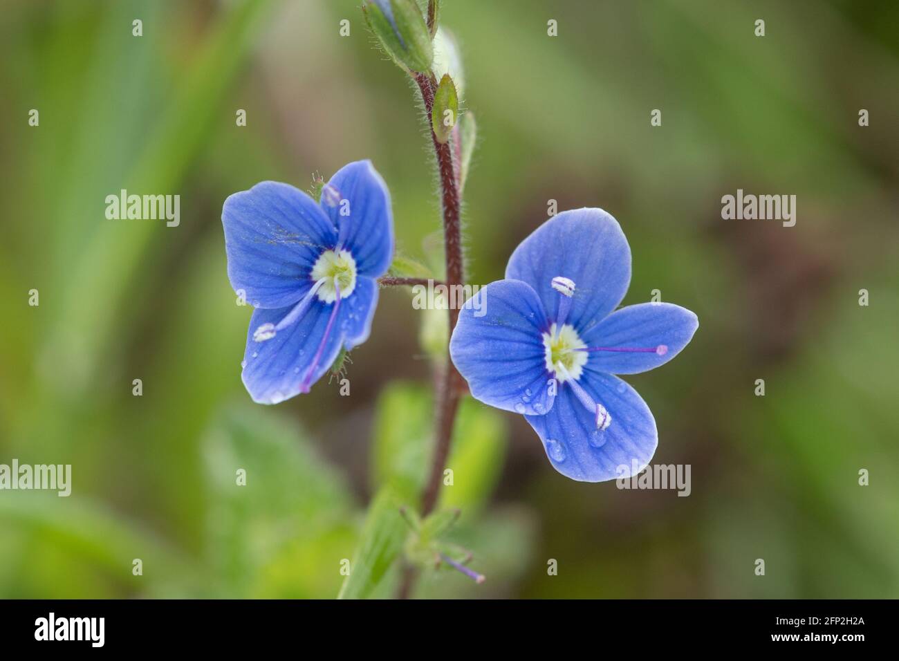 Germander speedwell (Veronica chamaedrys) blue wildflower during May, England, UK Stock Photo