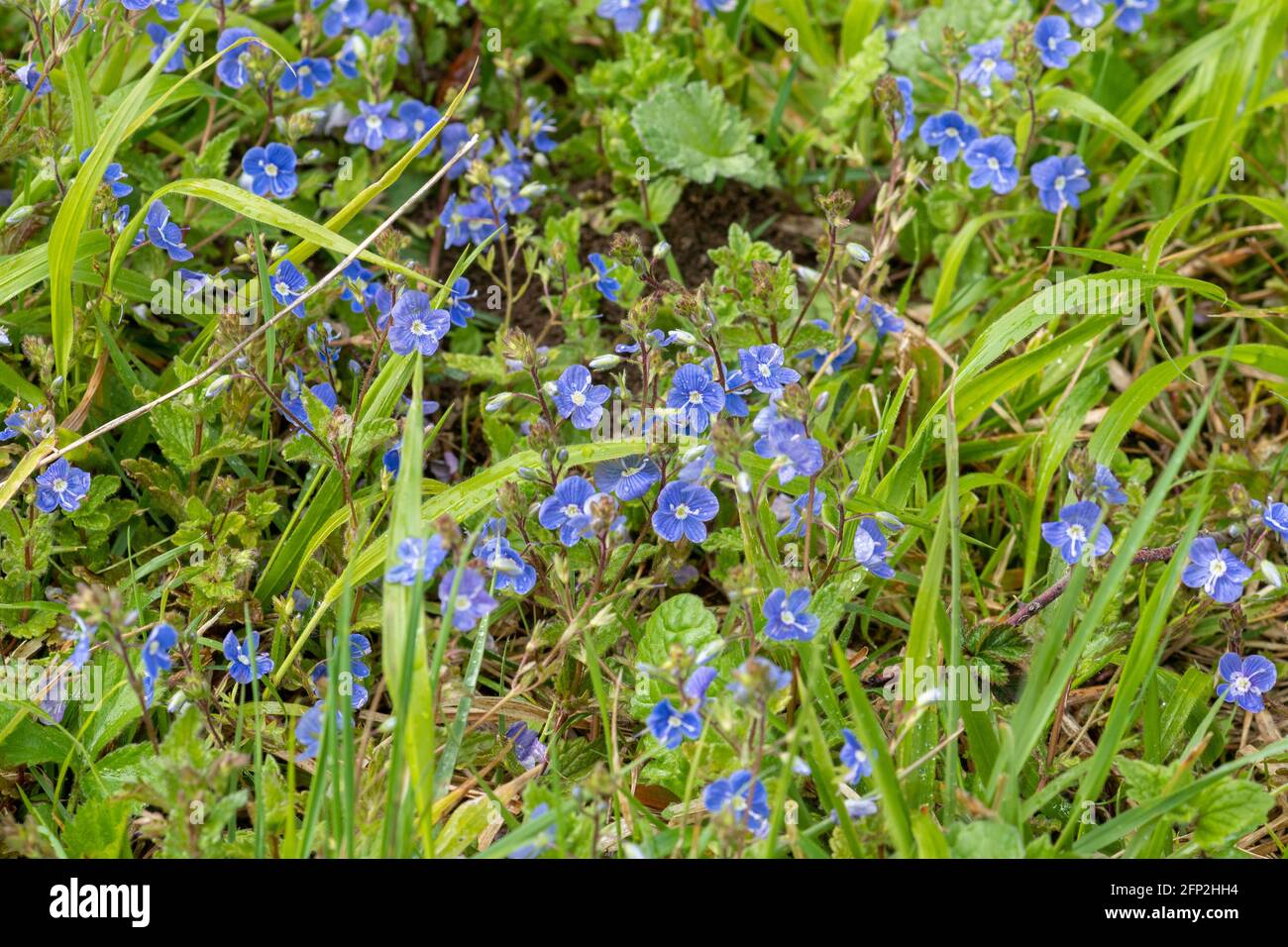 Germander speedwell (Veronica chamaedrys) blue wildflower during May ...