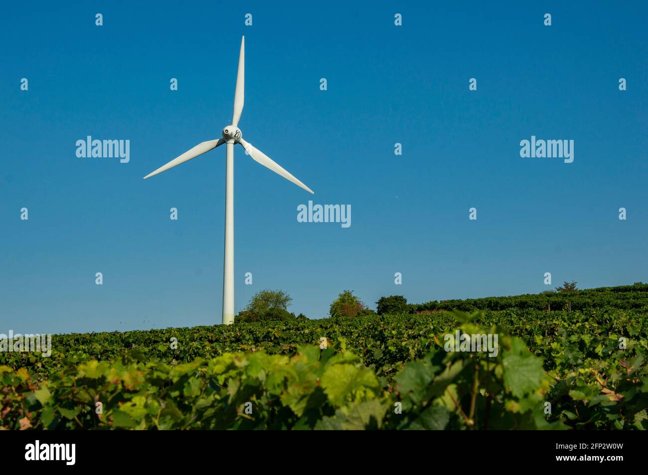 A Wind Turbine Between Vineyards Against A Blue Sky. The Wind Turbine Is In Rheinhessen Rhineland-Palatinate Near The Village Of Eimsheim. Stock Photo