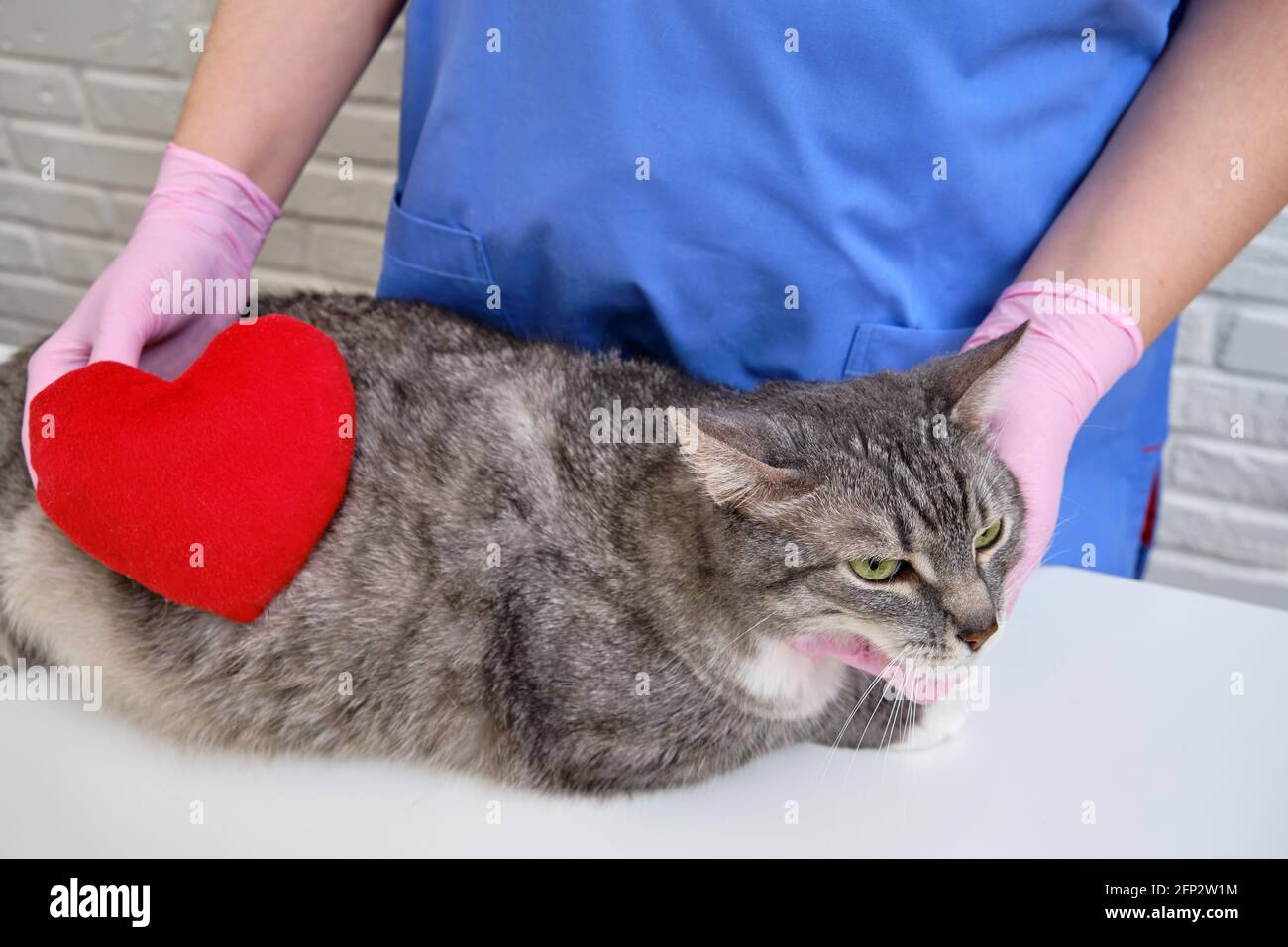 Red heart as a symbol of love and care for animals in the veterinary clinic Stock Photo