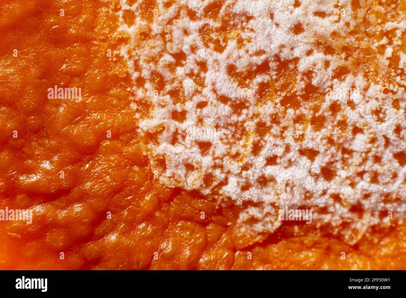 Moldy rotten orange isolated on wooden stock. extreme close up. Stock Photo