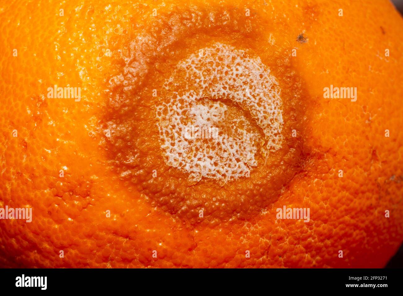 Moldy rotten orange isolated on wooden stock. extreme close up. Stock Photo
