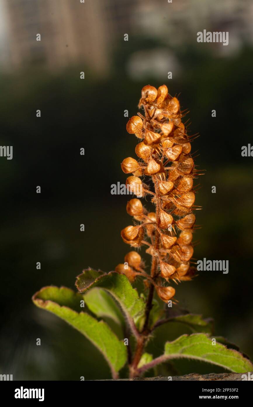 Basil (tulsi). Closeup of indian basil plant basil organic Ayurveda acreage herb of india Stock