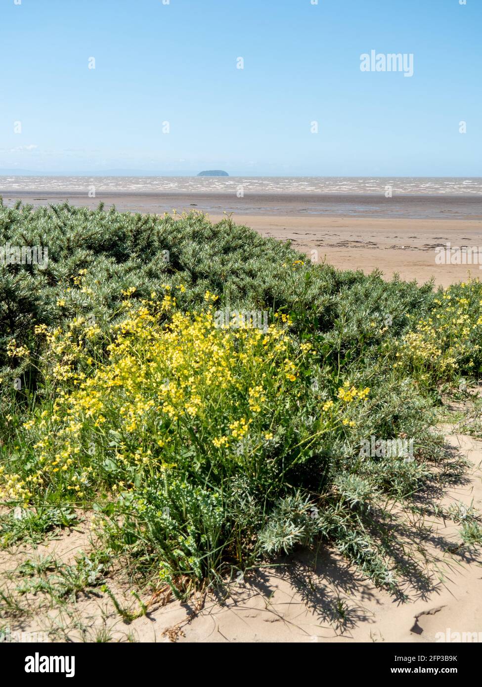 A dune on Sand Bay, near Weston-super-Mare, looking out across the Bristol Channel and Steepholm Island. Stock Photo