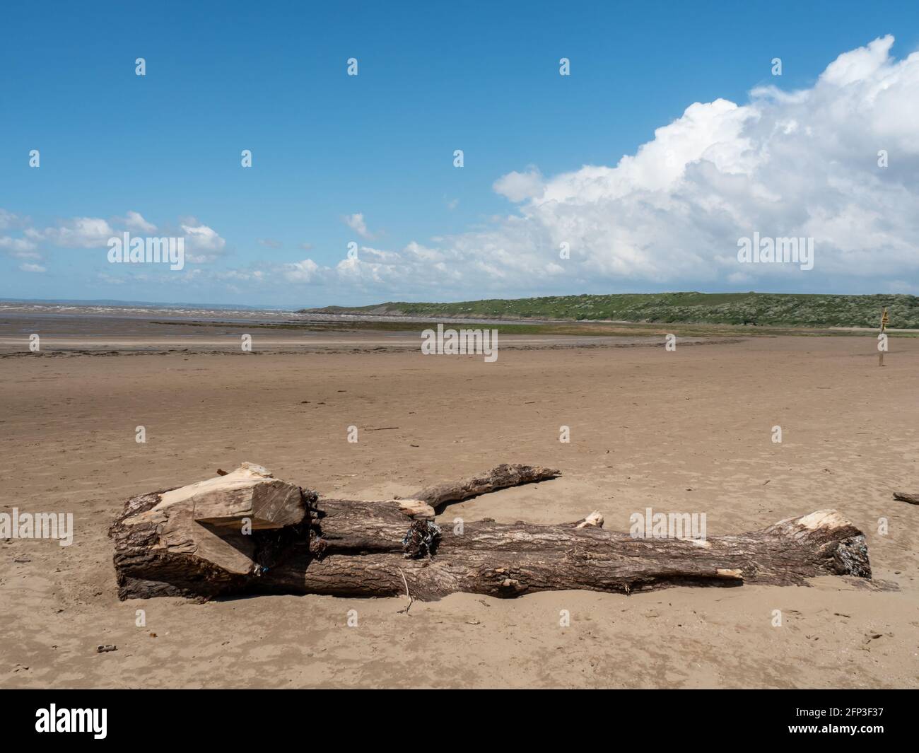 A washed up tree from the Bristol Channel, on Sand Bay near Weston-super-Mare in North Somerset. Stock Photo