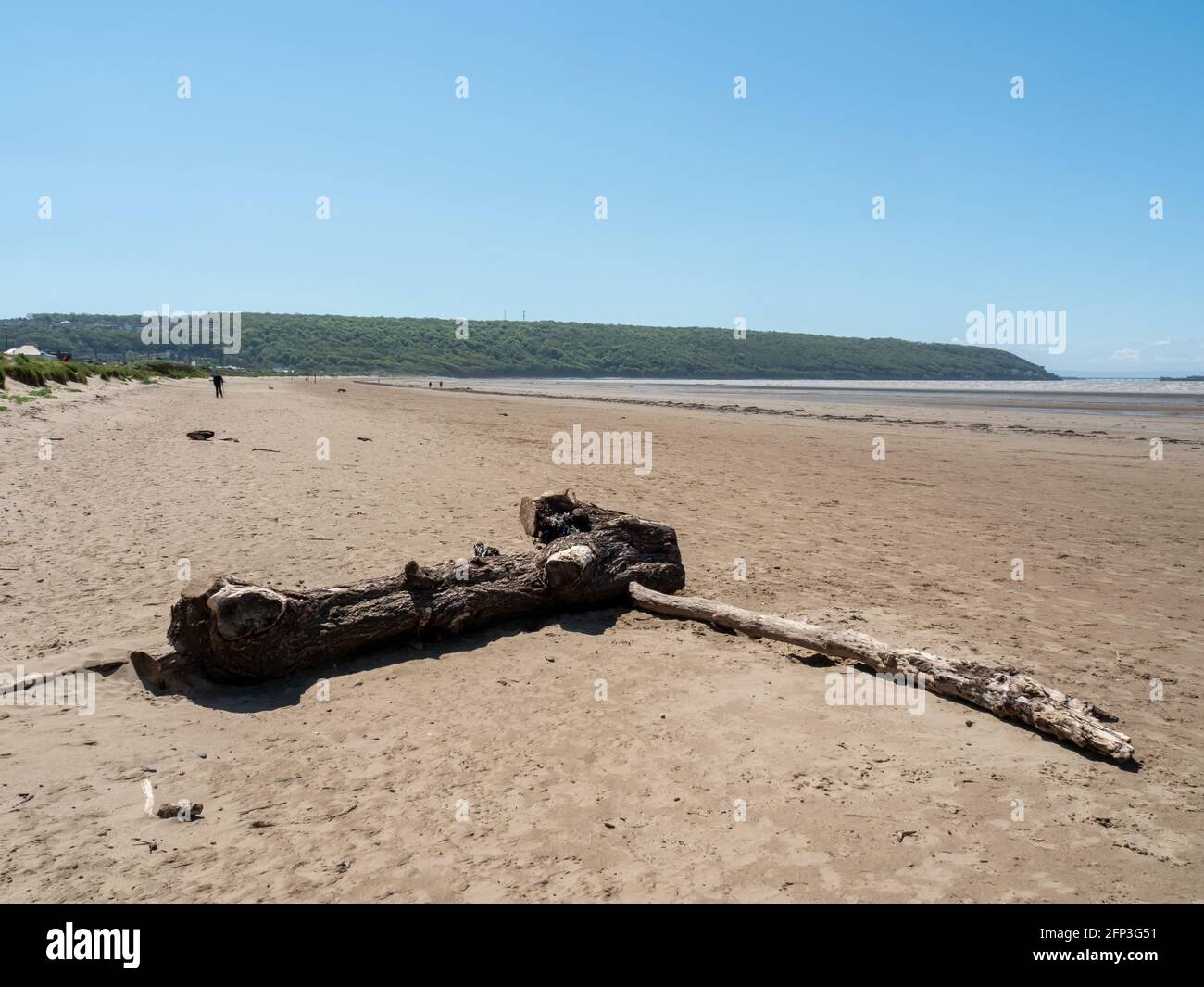 A washed up tree from the Bristol Channel, on Sand Bay near Weston-super-Mare in North Somerset. Stock Photo