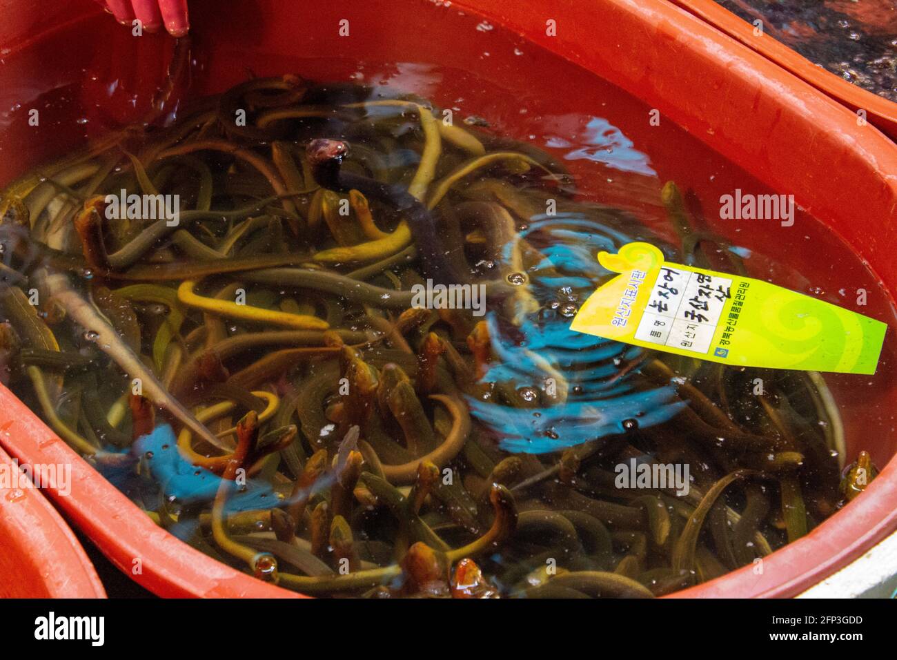 Eels and other fresh seafood being sold at a market in South Korea. Stock Photo
