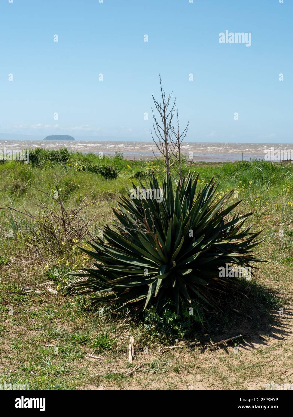 A plant amongst dunes on Sand Bay, near Weston-super-Mare, with Steepholm Island in the background. Stock Photo