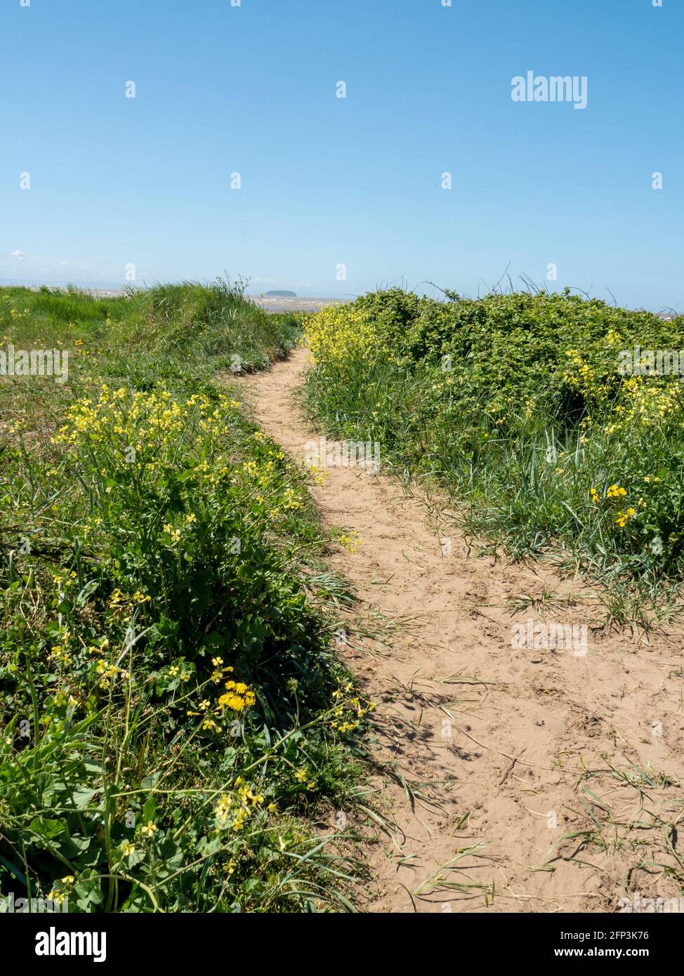 A path leads between the dunes at Sand Bay, near Weston-super-Mare, in North Somerset Stock Photo