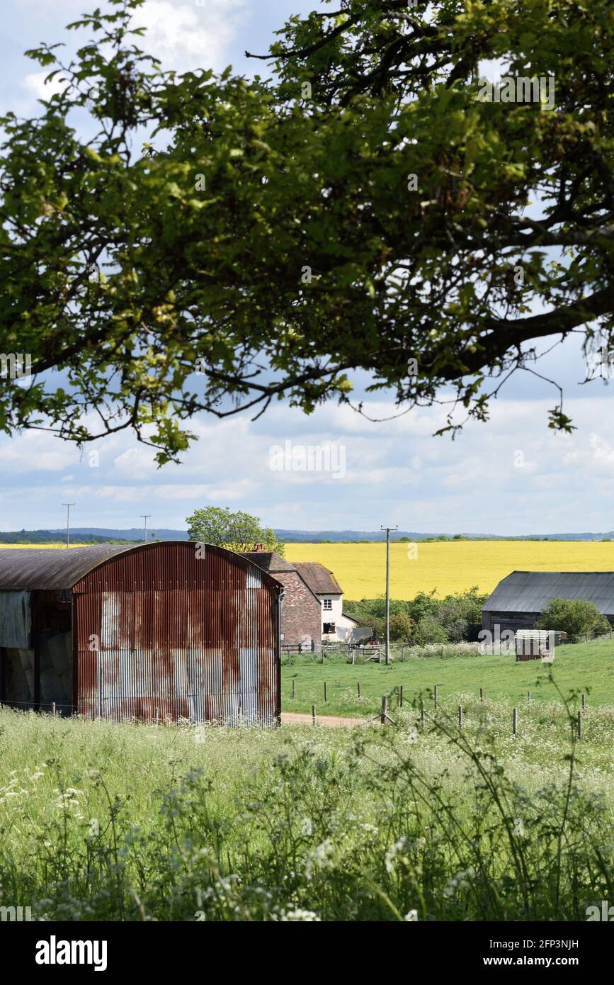 Rusty File Farm Farm and rusty barn with rapeseed field in the background Stock Photo ...