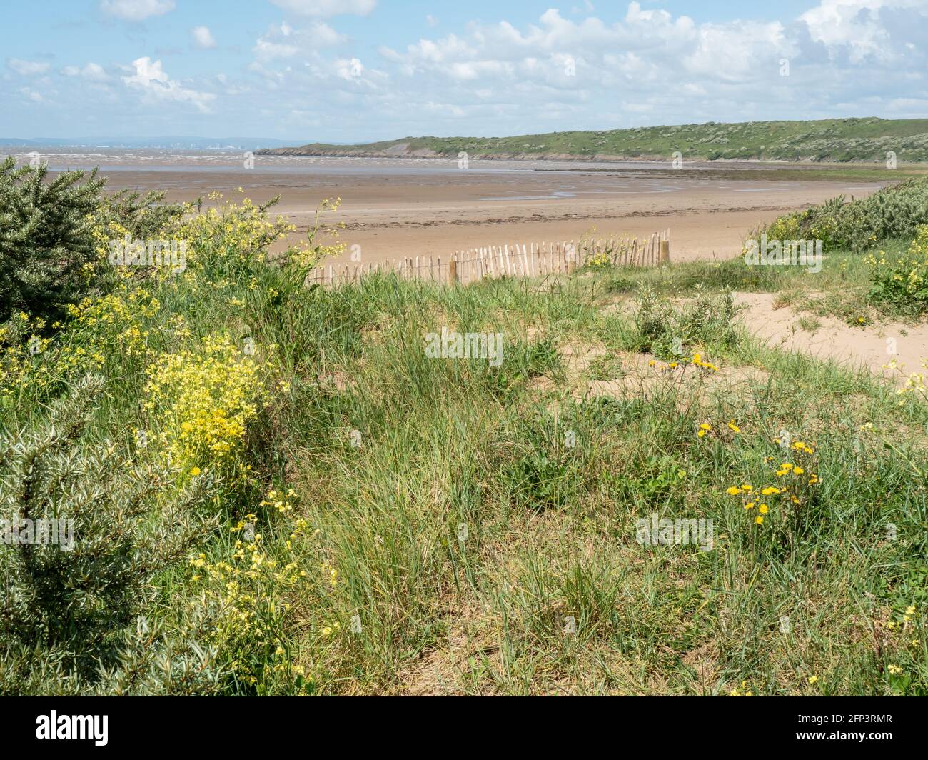 The dunes and beach grass of Sand Bay, near Weston-super-Mare, in North Somerset. Stock Photo