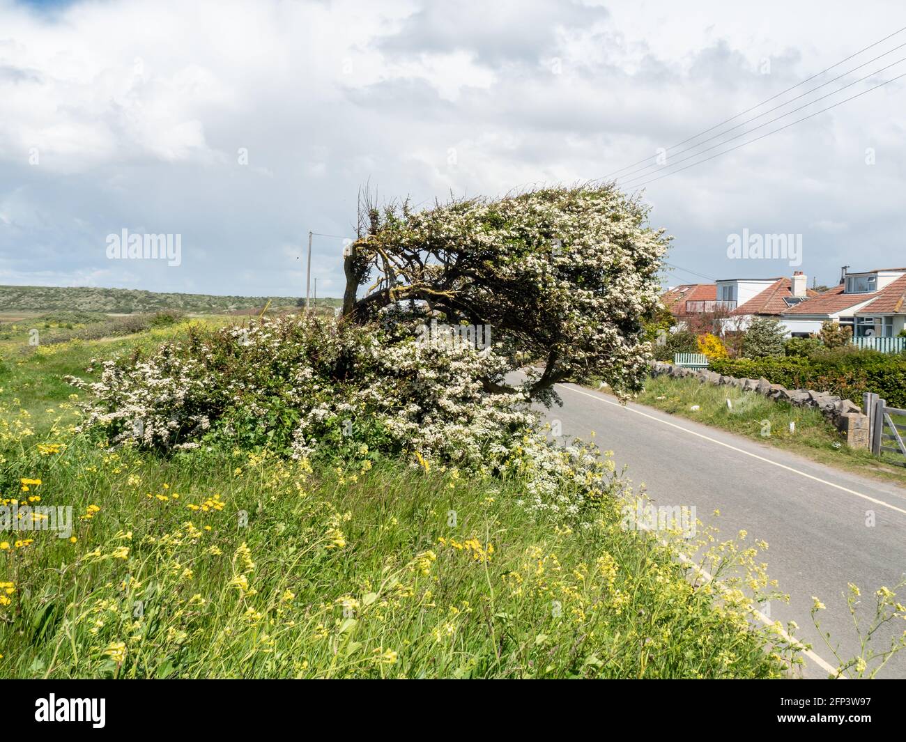 A wind shaped tree in Sand Bay, near Weston-super-Mare, in North Somerset. Stock Photo