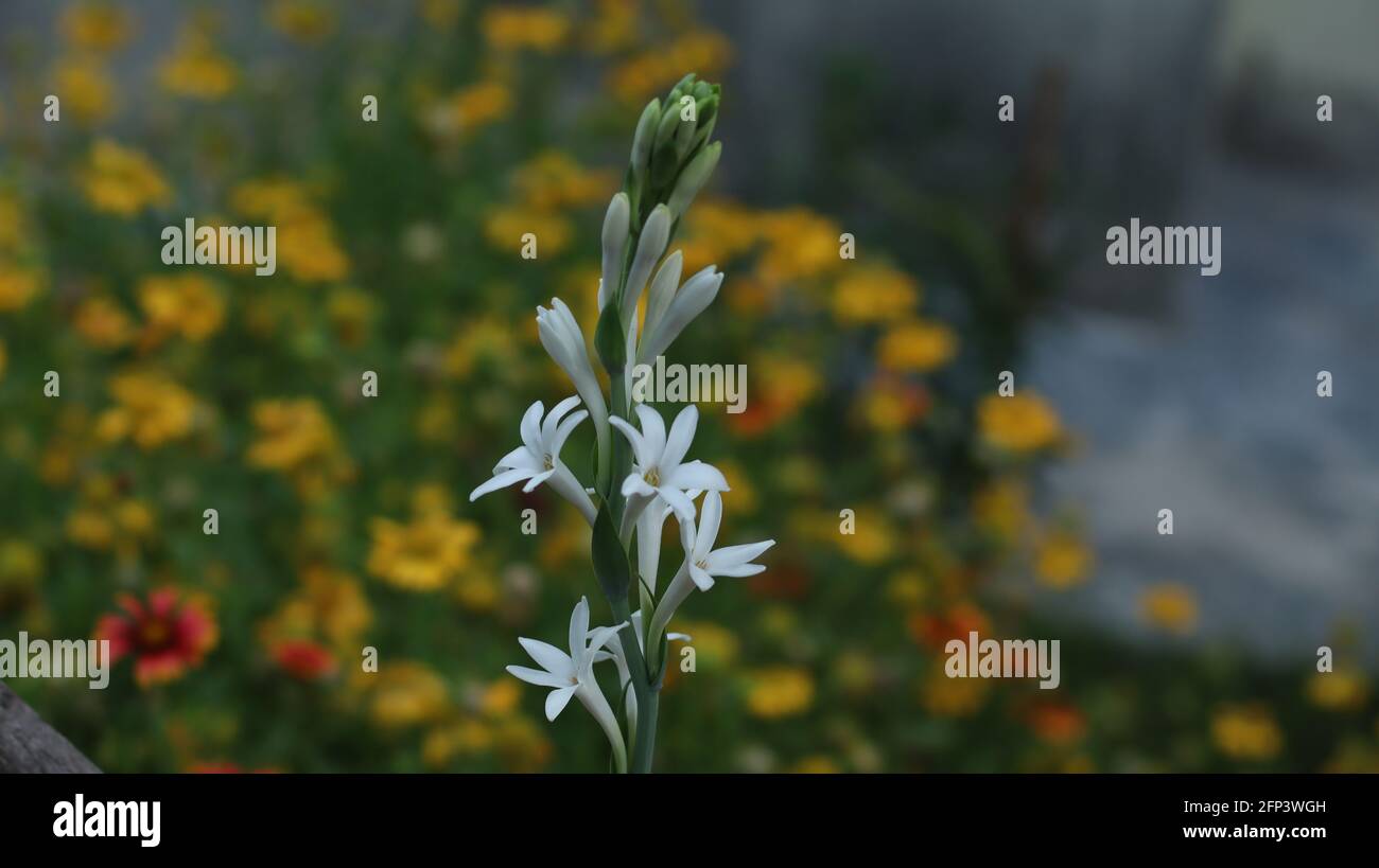 Lilly flower in garden Stock Photo