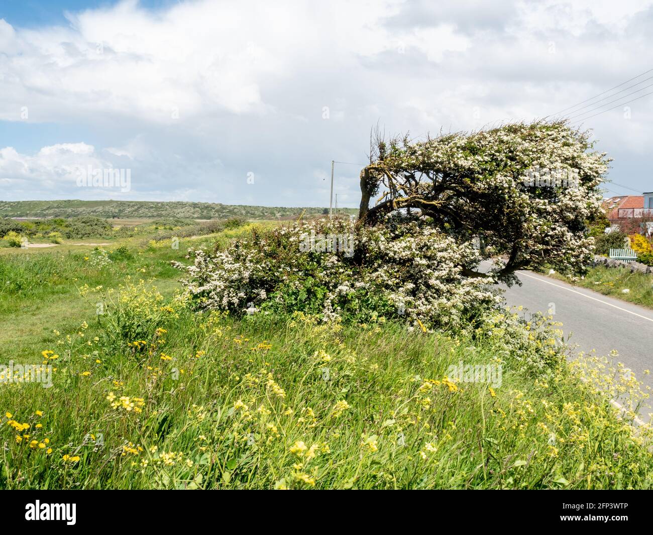 A wind shaped tree in Sand Bay, near Weston-super-Mare, in North Somerset. Stock Photo