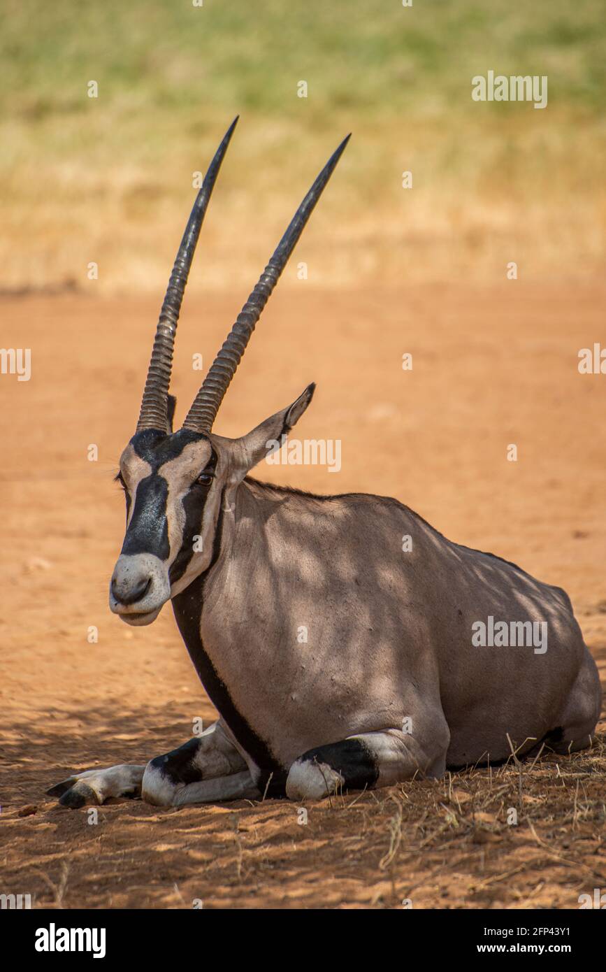 wild oryx sitting in the shade of a tree Stock Photo