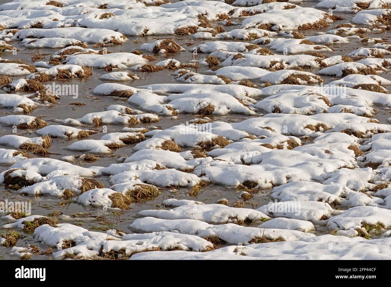 Lumps of grass in a swamp covered with snow on a cold winter day Stock Photo