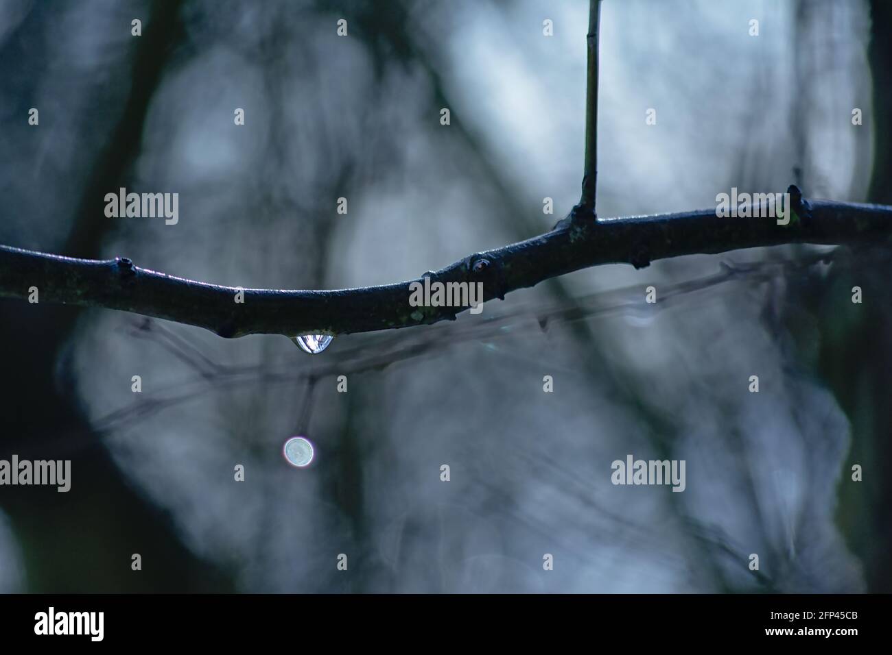 Selective focus background of branches and twigs with rain drips Stock Photo