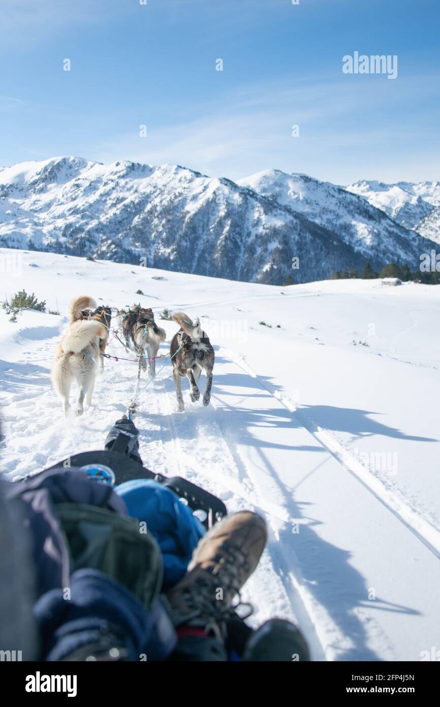 Roadtrip with dogs hi-res stock photography and images - Alamy